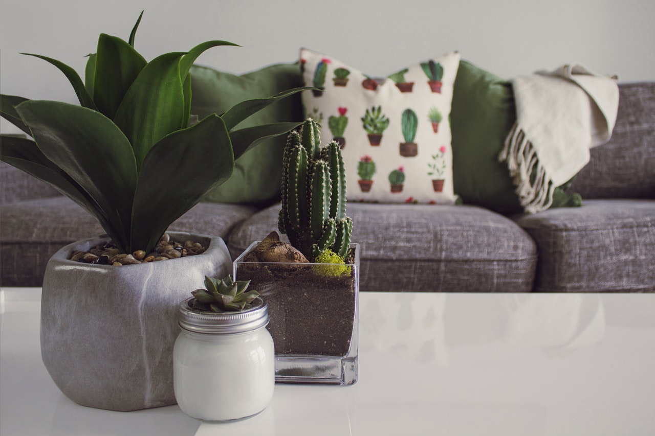 Flot indrettet stue med kaktusser på sofabord